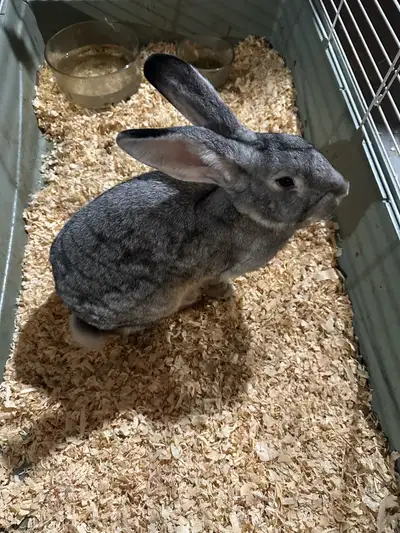 American Chinchilla rabbit, View more