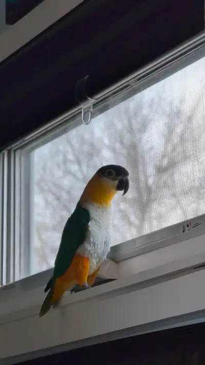 Black-headed Caique - tricks included!, View more