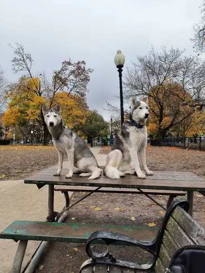 I'm renting one bedroom of my two bedroom apartment to share with someone,male or female, who's eith...