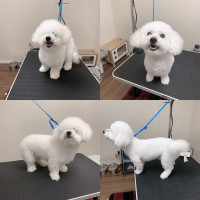 Mississauga Dogs Grooming - Pau.thePets 