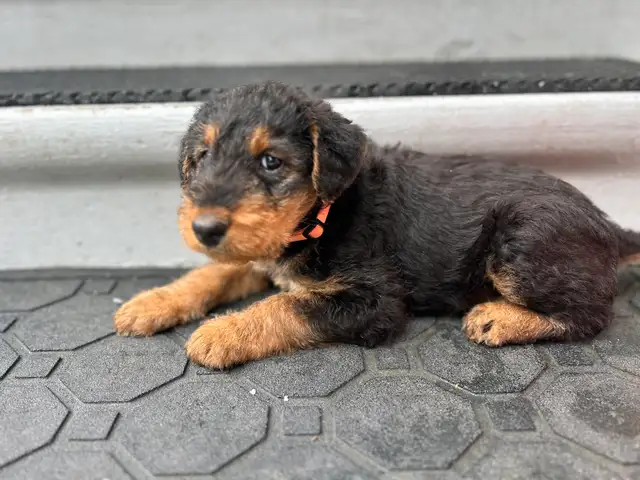 ✨CKC REGISTERED AIREDALE TERRIER PUPPIES ✨ in Dogs & Puppies for Rehoming in Markham / York Region - Image 9