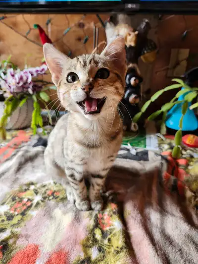Voici la belle Ella, une belle bengal née le 30 décembre 2024 (6 mois). Elle est née chez moi. Excel...