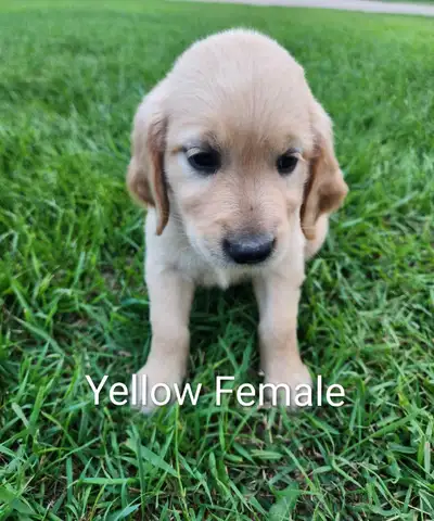 Purebred Golden Retriever Puppies, View more