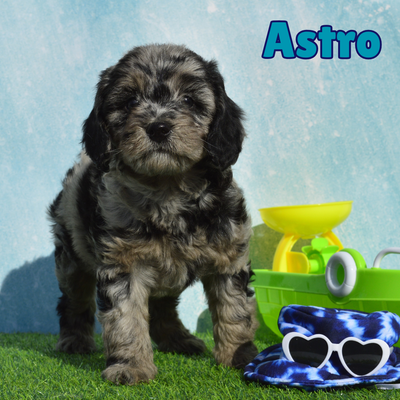 Tiny Aussiedoodle Puppies Available 15-24lbs, View more