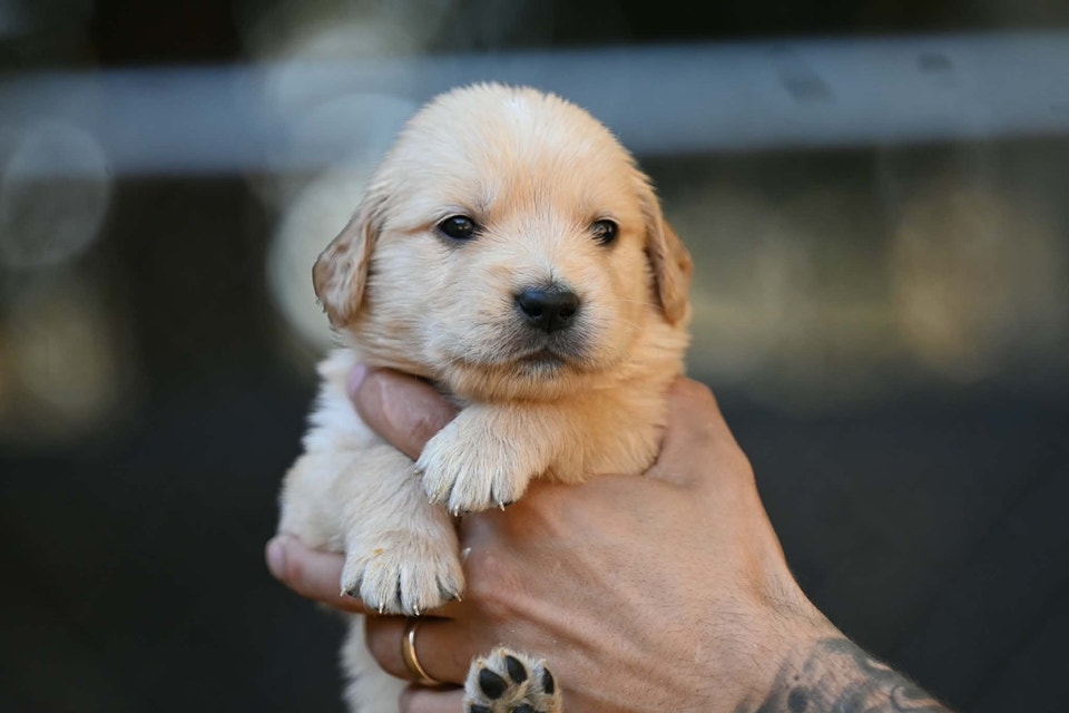 Golden Retriever | Dogs & Puppies for Rehoming | Saint-Hyacinthe | Free ...