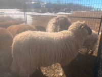 Butcher Ram Lambs For Sale
