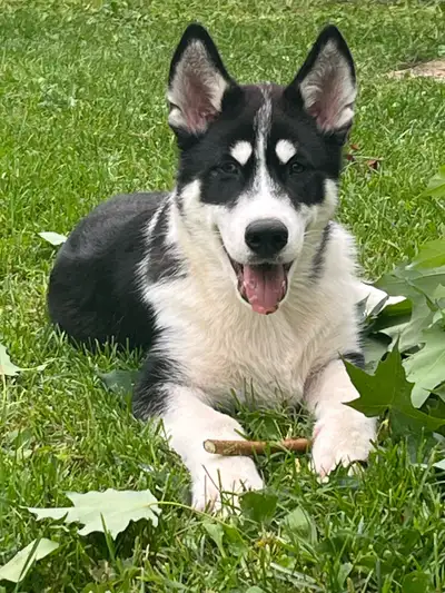 jeune chiots husky , View more
