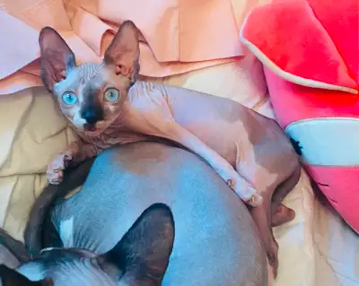 Petit sphynx cherche une nouvelle maison remplie d’amour