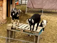 Goats to rehome 