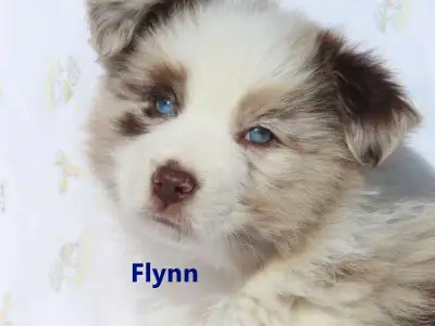 LOOK AT US. so much cuteness. Mini aussie puppies. 2; available boys. Flynn and Scout +1 289-203-440...