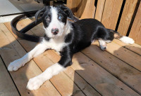 Purebred Border Collie Puppies (Working lines)