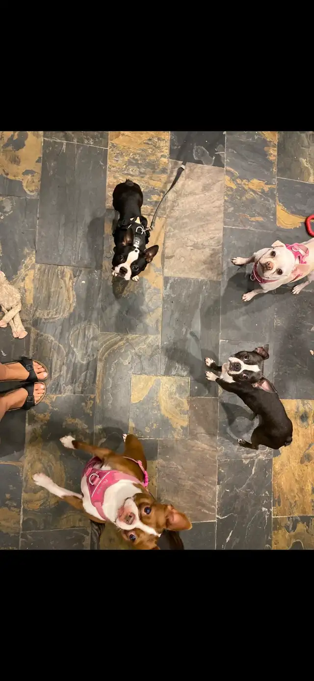 Boston terrier in Dogs & Puppies for Rehoming in Hamilton - Image 5