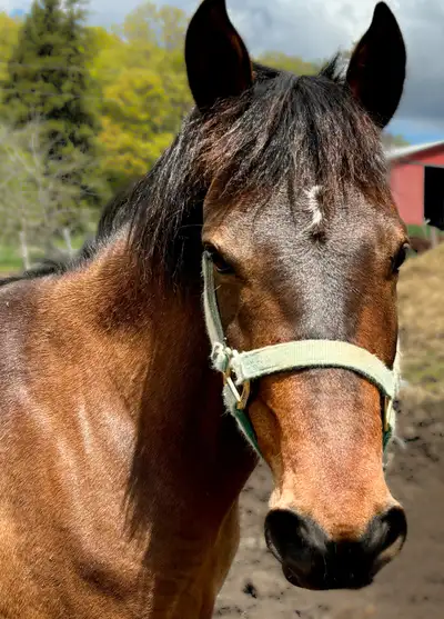 For Sale – Bay Quarter Horse Mare – 8 Years Old – 14.1hh Name: Rose Breed: Quarter Horse (not regist...