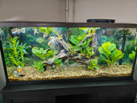 AQUARIUM- 55 GALLON WITH STAND, FISH AND ALL ACCESSORIES 