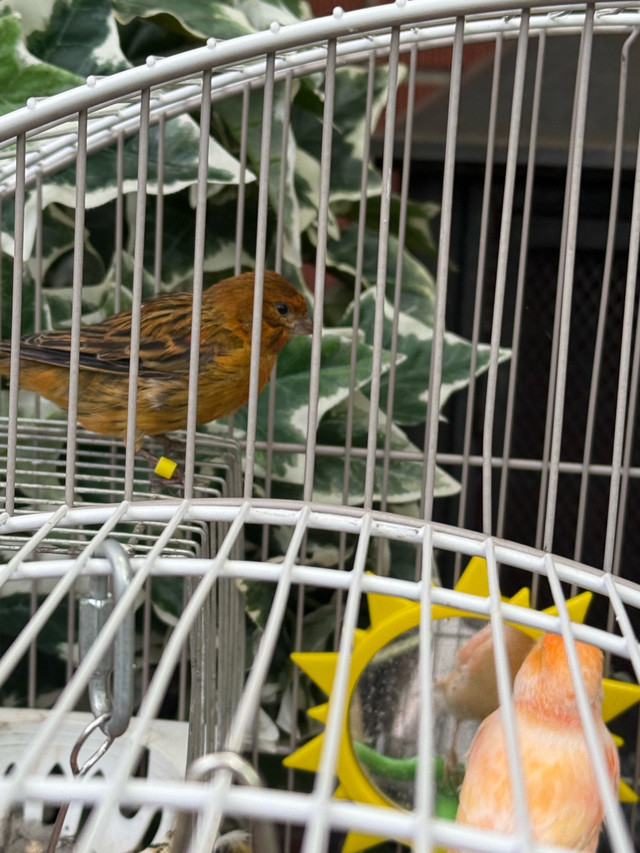 4 canary birds  in Other in Hamilton - Image 2