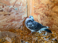 Fancy young pigeons