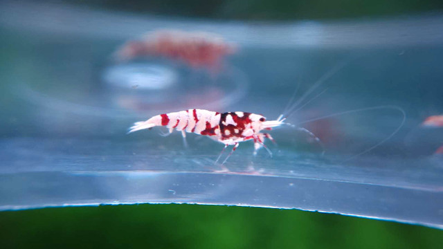 Red galaxy tiger caridina shrimp  in Fish for Rehoming in Vancouver - Image 4