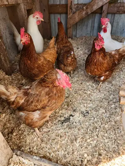 4 brown laying hens Almost 2 years old Getting 2 eggs a day from them $25 for all 4