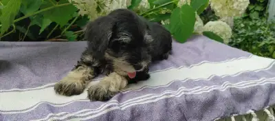 Miniature Schnauzer Available Today, View more