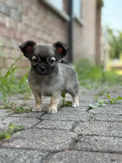 long haired chihuahua pups ready for their new homes!, View more