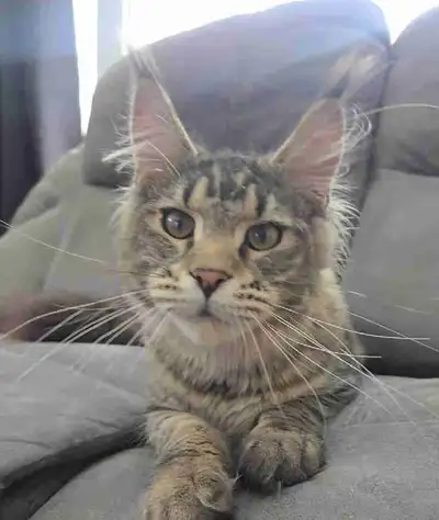 TICA registered championship lines male maine coon kitten, View more