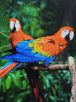 Macaw | Adopt Birds in Toronto (GTA) | Kijiji Classifieds