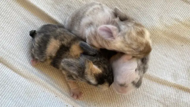 Holland lop baby bunnies✨ in Small Animals for Rehoming in Delta/Surrey/Langley - Image 4