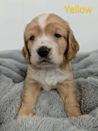 ❤️Beautiful Cocker Spaniel Puppies❤️, View more