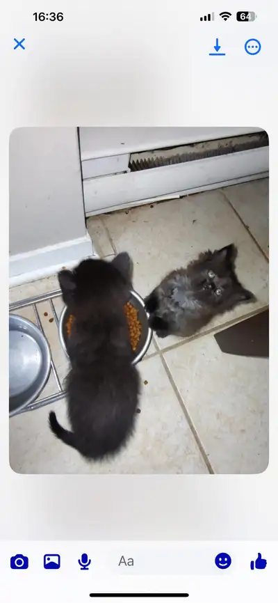 chaton près à partir 50$ , View more