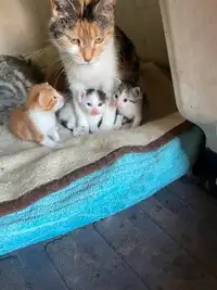 ADORABLE CUDDLY KITTENS