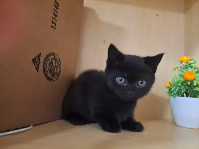 Black and Tabby Short-legged Munchkin Kittens, View more