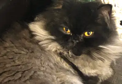 Beautiful kitty looking for a new home, View more