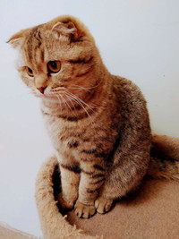 Scottish fold female adult cat for rehome