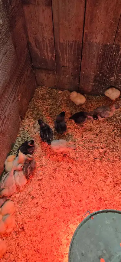 Chicks..., View more