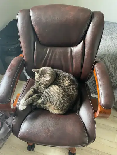 cat for rehomimg, View more