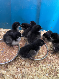 Black Australorp heritage chicks
