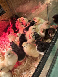 Chicks available and hatching eggs