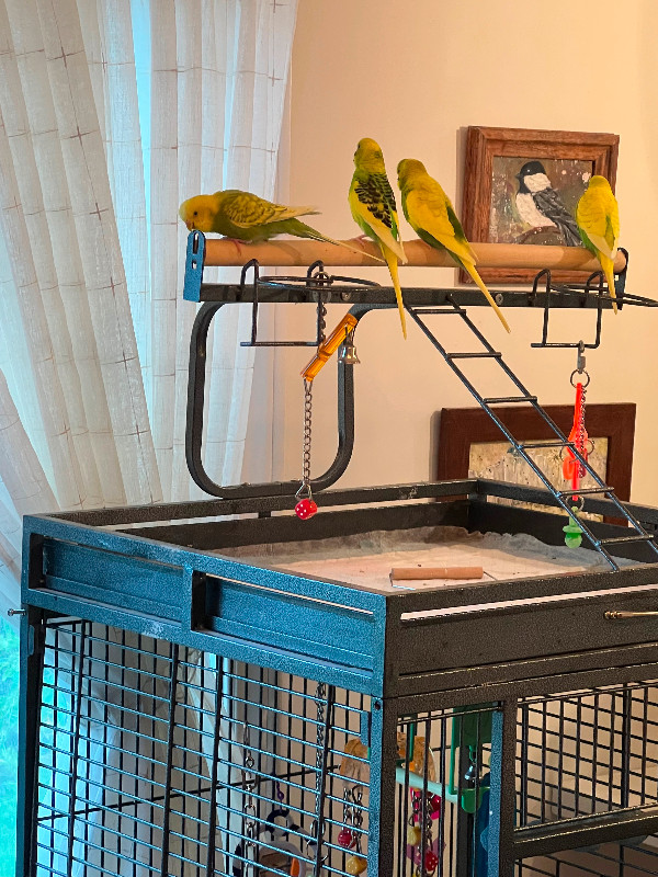 Free Budgies with large cage | Birds for Rehoming | St. Catharines | Kijiji