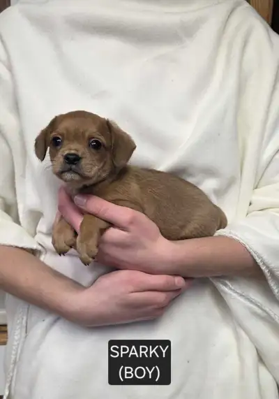 FRENCHTON CROSS PUPPIES, View more