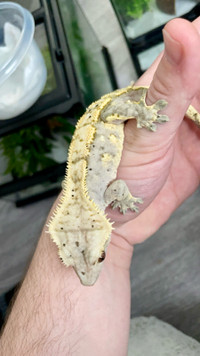 Adult crested gecko