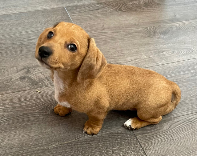 Adorable Pure Breed Miniature Dachshund  in Dogs & Puppies for Rehoming in Edmonton - Image 3
