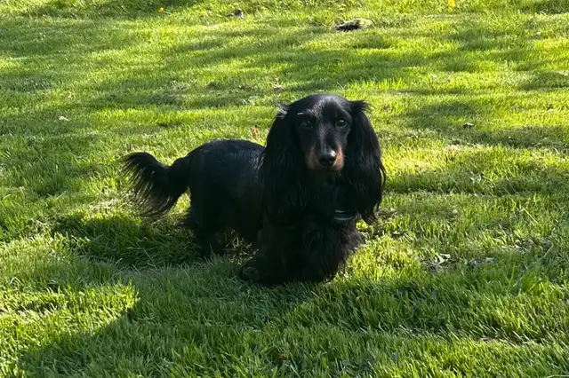 CKC Reg'd Mini Long Haired Dachshund Puppies in Dogs & Puppies for Rehoming in Norfolk County - Image 8