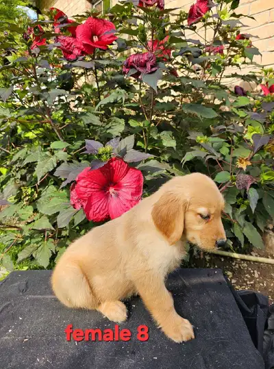 Golden Retriever Puppies, View more