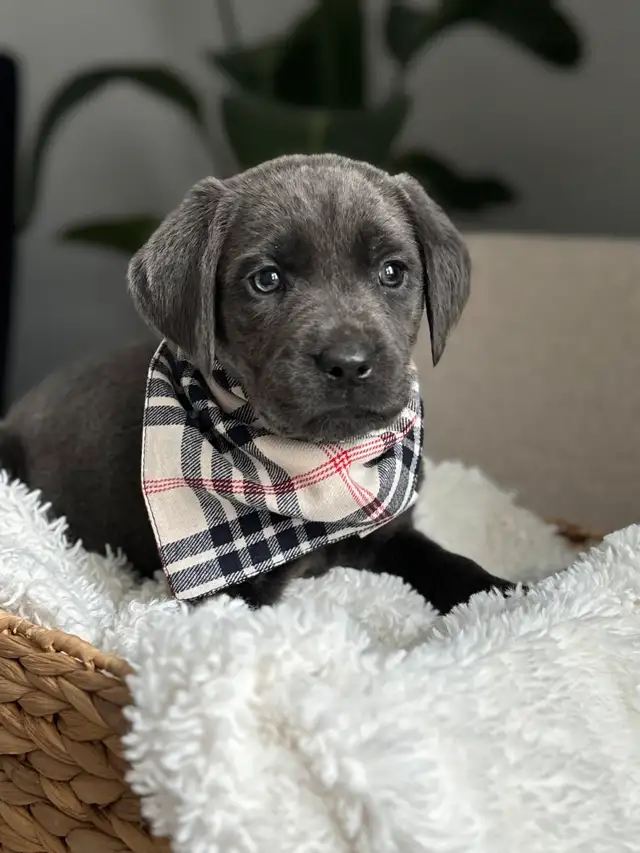 Charcoal & Champagne Purebred Lab Puppies! in Dogs & Puppies for Rehoming in Hamilton - Image 5