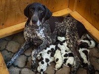 GSP Puppies CKC Registered German Shorthaired Pointers
