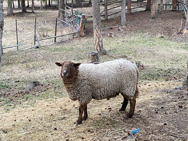 Charlais/Arcott X Ram  in Livestock in Quesnel