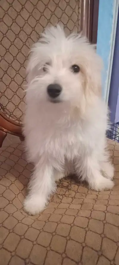 Puppies for sale , View more