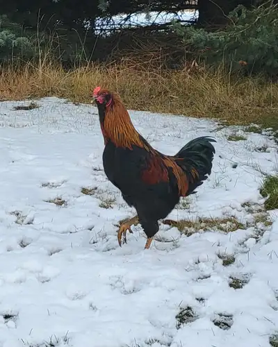 Whiting True Blue x Black Copper Maran June '25 Rooster, View more