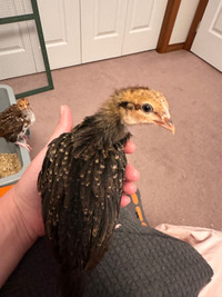 Chicks - Speckled Sussex