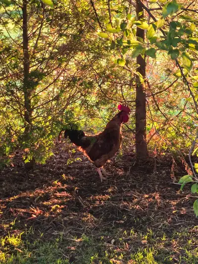 Rhode Island Red Rooster Two of them Just over 1 year old $40 each